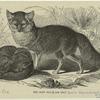 Bengal Fox, Canis (Vulpes) Bengalensis, Canis Kokree. - NYPL Digital  Collections