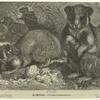 Hamster -- Cricetus frumentarius
