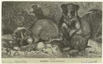 Hamster -- Cricetus frumentarius