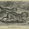 Black-backed jackal -- Canis mesomelas