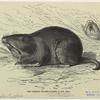 The common pocket-gopher