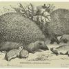 Hedgehog -- Erináceus europoeus