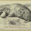 Canada pouched rat -- Geomys bursarius