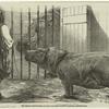 The female hippopotamus, at the Zoological Society's Gardens, Regent's-Park