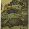 Erinaceus europaeus-Hedgehog (of Europe) ; Sorex vulgaris-Shrew ; Neomys, syn. Grossopus, fodiens-Water shrew ; Pachyura etrusca-Etruscan shrew ; Talpa europaea-Mole
