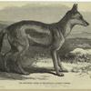 The side-striped jackal in the Zoological Society's gardens