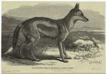 The side-striped jackal in the Zoological Society's gardens