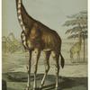 Giraffa camelopardalis, giraffe
