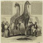 The giraffes Colossus and Cleopatra, at the American Museum, New York
