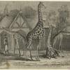 The giraffes in the gardens of the Zoological Society of London