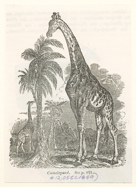 Camelopard - NYPL Digital Collections