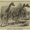 Giraffes taking exercise