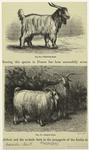 Thibetian goat ; Angora goats