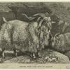 Angora goat -- Capra hircus var. angorensis
