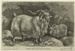 Angora goat -- Capra hircus var. angorensis