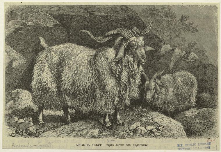 Angora goat -- Capra hircus var. angorensis - NYPL Digital Collections