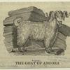 The goat of Angora
