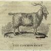 The common goat