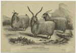Angora goats