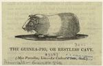 The guinea-pig, or restless cavy