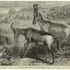 Hartebeeste antelopes