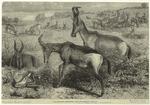 Hartebeeste antelopes