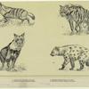 Aard wolf (proteles lalandie) ; Striped hyena (hyæna striata) ; Brown hyena (hyæna brunnea) ; Spotted hyena (hyæna crocuta)