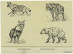 Aard wolf (proteles lalandie) ; Striped hyena (hyæna striata) ; Brown hyena (hyæna brunnea) ; Spotted hyena (hyæna crocuta)