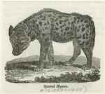 Spotted hyæna