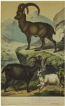 Domestic goats and an ibex