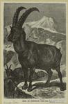 Ibex, or Steinbock-Capra ibex