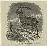 The ibex (capra ibex)