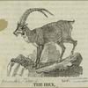 The ibex