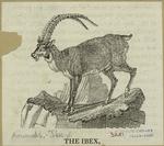 The ibex