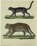 Jaguar undi (Felis yaguarundi) ; Jaguar (Felis onca)