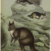 Macropus major -- kangaroo ; Hystrix cristata -- porcupine ; Cavia cobaya -- guinea pig