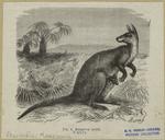 Kangurou géant