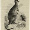 Kangaroo and Kangaroo rat