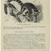 The ring-tailed lemur
