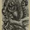 Ring-tailed lemur -- Lemur catta