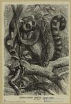 Ring-tailed lemur -- Lemur catta