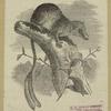 Pentail (Ptilocercus lowii)