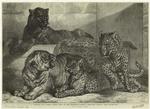 Leopards and tigress lately added to the Zoological Society's collection, Regent's Park