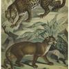 Felis leopardus -- leopard ; Felis concolor -- cougar, [or] puma