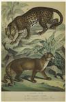 Felis leopardus -- leopard ; Felis concolor -- cougar, [or] puma