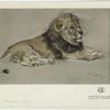 A Rhodesian lion