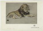 A Rhodesian lion