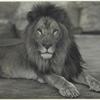 Lion at the New York Zoological Park, July 18, 1910