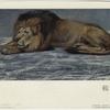 Pastel study of a lion