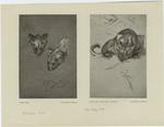 "Lion cubs" ; Study of a puma for a bronze